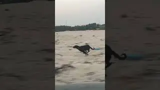 🐕 Wild dog #marathareservation #speed  #dog #doglove #animals #viral #race #viral