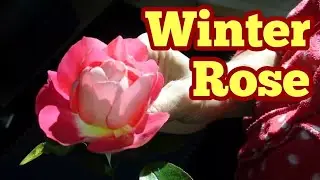 Winter Rose For Christmas / No Dig Organic Allotment Kitchen and Fruit Orchard