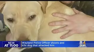 Wayland police officer shoots and kills dog that attacked him