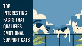 Pet Animal Cats: Top Interesting Facts That Qualifies Emotional Support Cats