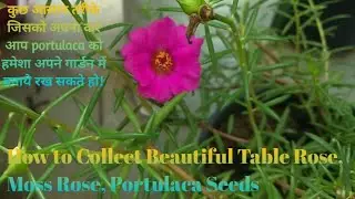 🌷42- How to Collect Table Rose,9 0'Clock, Portulaca Seeds,फ्यू टिप्स जिससे ये हमेशा गार्डन में रहे!