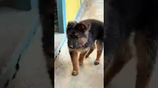 German shepherd | 2 month |