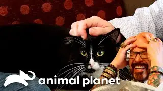 Jackson Gives This Cat Dad A Harsh Reality Check! | My Cat From Hell | Animal Planet