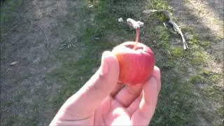 Apple Orchard FUN!