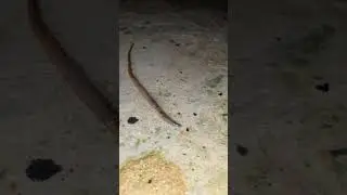 Shiny earthworm Video 🪱 #earthworm #shorts