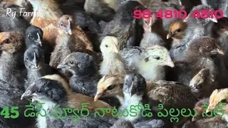 45 డేస్ ప్యూర్ నాటుకోడి పిల్లలు సేల్ 9948104810 రాజు రెడ్డి 