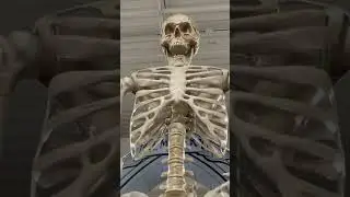 HUGE 😱 10ft Skeleton at the At Home Store