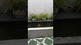 The five-legged frog #shorts #pets #cute #frogshorts #animals