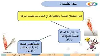 الصف الثالث   العلوم   كيف تعمل عضلاتي؟