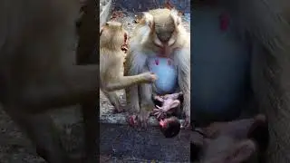 Omg newborn baby looks too pitiful #shortvideo #baby #monkey