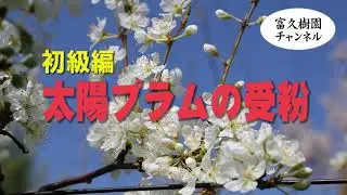 太陽プラムの受粉／初級編　ー富久樹園チャンネルー