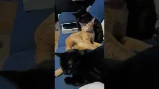 Kitty Mood Swings, Cat Gives Kisses, Love Bites & Bunny Kicks, Rescue Cats Playing, Funny Cats Cute