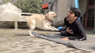 FAKE DEATH PRANK on Simba | My Dog Reaction | Labrador