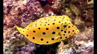 ミナミハコフグ　Yellow boxfish　Ostracion cubicus Linnaeus