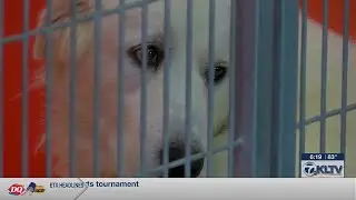 Animal advocates: New Smith County animal shelter would be &lsquo;game changer&rsquo;