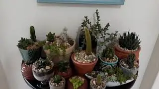 Variedades de vasos. Tipo e cores variadas. Plantas (suculentas e vasos).