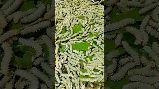 Eri silkworm #newmusic