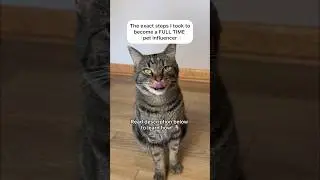 How my CAT became a FULL TIME influencer