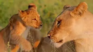 🐾❤️Relaxing lioness and cubs moments - African Savanna ambience🌅