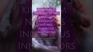 Remarkable Tool Use in the Animal Kingdom: Nature's Ingenious Innovators