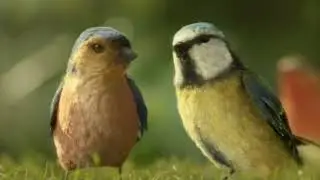 Peckish   Bring More Birds To Your Table