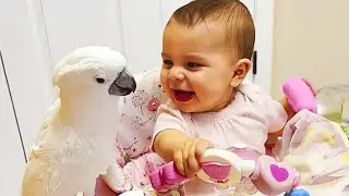 This Baby Made a Silent Parrot Talk &mdash; The Moment Left Everyone Speechless