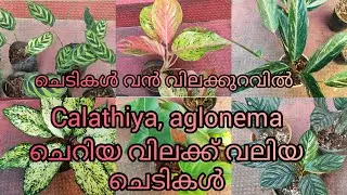 20 രൂപ മുതൽ ചെടികൾ /low cost plants sale ph 9446493216