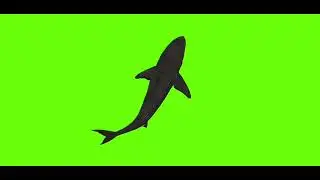 swimming shark / full green screen / no copyright #animals #animation