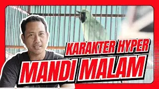 Cucak Ijo Hyper Karakter cucak ijo hiper cak ijo mandi malam CUCAK IJO BIRAHI TINGGI jamtrok HoBi ID
