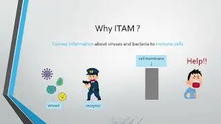 【再】1219 G7 Immunoreceptor tyrosine based activation motif ITAM