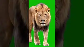 Lion Aggressive stare walk Green Screen Effect #animals #lion #greenscreen #chromakey #vfx #king