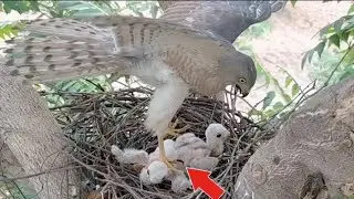 Shikra bird attacking heron chicks with its claws #birds #nature #youtube #video #like 