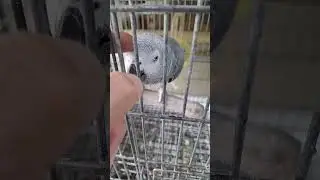 現在　粋な別れ中　裕次郎　本日‼️#ヨウム #シロハラインコ #africangreyparrots #caiques #birds #parrots