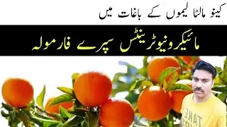 Zinc, boron, iron, manganese, copper spray on citrus orchard |Micronutrients spray formula