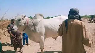 Sibbi bull Haji shahar sibbi Balochistan