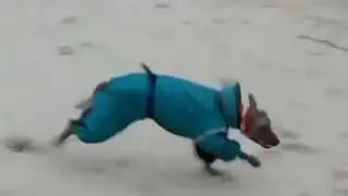 Best Custom Fit Dog Snowsuits and Raincoats with Attached Boots and Snood