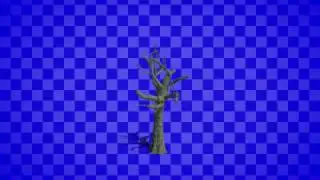 Growing Tree Timelapse Free Footage Prekeyed With Alpha