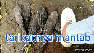 Cara memancing ikan sapu sapu..sensasinya luar biasa