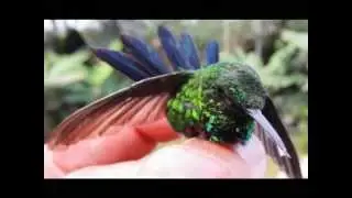 Zumbadorcito de Puerto Rico (Chlorostilbon maugaeus) Puerto Rican Emerald