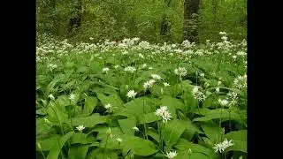 Apie me&scaron;kinį česnaką