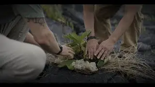 Healing Noni - Hawaiian Noni Grown in Volcanic Lava