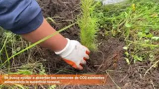 Reforestaci&oacute;n de m&aacute;s de 500 &aacute;rboles, igus&reg; M&eacute;xico