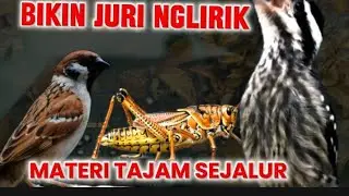 MATERI SEJALUR | PELATUK BERAS, BELALANG EMAS & GEREJATARUNG