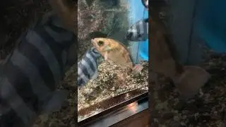 ウスメバル　新潟市水族館マリンピア日本海　Goldeye rockfish