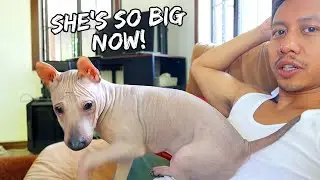 Our New Hairless Dog Has Grown Up - April 24, 2022 | Vlog #1488