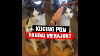 KUCING MERAJUK?