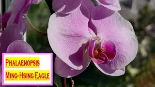 MING-HSING EAGL Phal. - МОЯ КРУПНОЦВЕТКОВАЯ ОРЛИЦА! АДАПТАЦИЯ ИЗ РАЗМЕРА 3,5`. РАЗГОВОР С ОРХИДЕЕЙ!