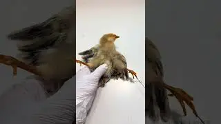 Thank you for not putting the chicken specimen on the table#Pet#chicken#Cute pets#Exotic p