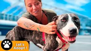 Dog Meets Her New Family After Living In A Shelter&nbsp;Cage