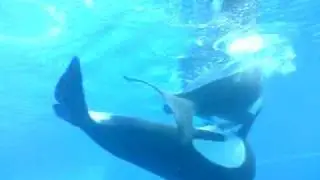orca mating maryeland niagara falls